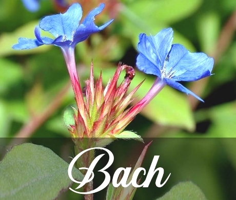 FLORES DE BACH CEFYN FLORES DE BACH CEFYN
