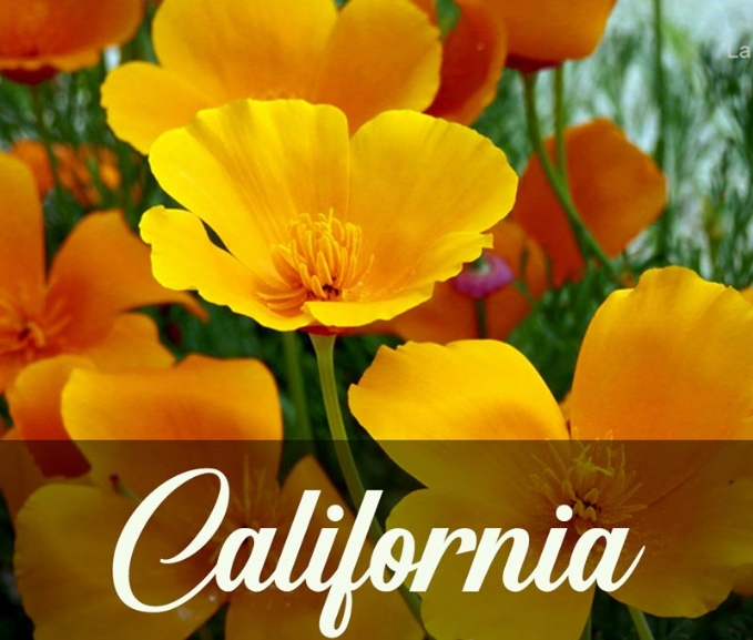 Curso Flores de california Curso Flores de california