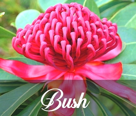 FLORES DE BUSH CEFYN